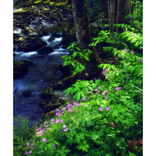 TN, flowers along a stream in The Great Smoky Mts